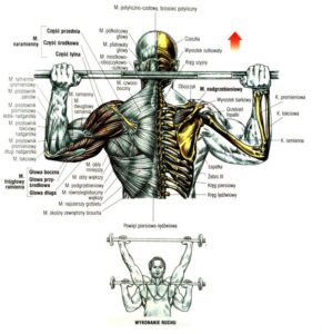 WYCISKANIE SZTANGI ZZA GŁOWY atlas cwiczen cwiczenia na barki blog