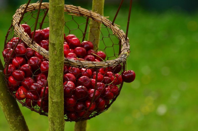 ile kalorii mają Wiśnie owoce warzywa baza produktów spozywczych blog odchudzanie