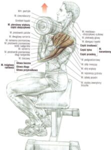 ARNOLDKI wyciskanie sztangielek atlas cwiczen cwiczenia na barki blog