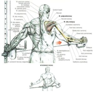 Unoszenie ramion bokiem w górę z linkami wyciągu cwiczenia na barki atlas cwiczen blog