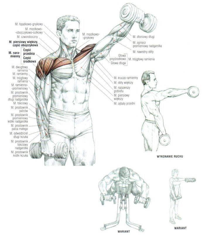 Unoszenie ramion w przód ze sztangielkami cwiczenia na barki atlas cwiczen blog