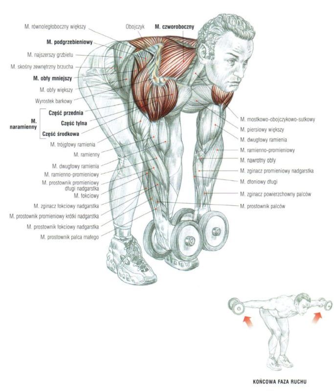 Unoszenie sztangielek w opadzie tułowia wyciskanie sztangielek atlas cwiczen cwiczenia na barki blog