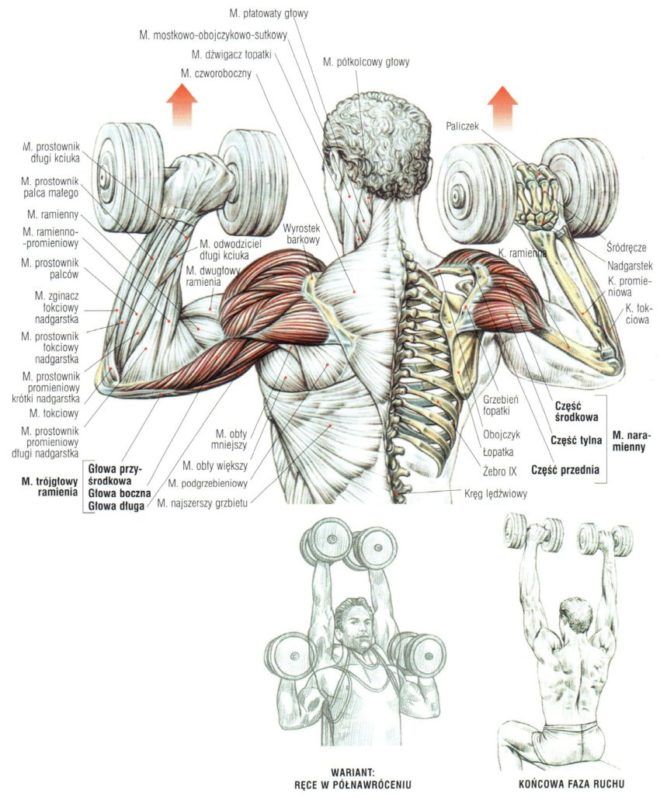 Wyciskanie sztangielek atlas cwiczen cwiczenia na barki blog