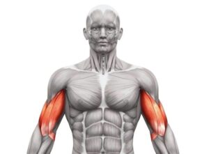rozciaganie bicepsów mięśni bicepsa blog atlas cwiczen