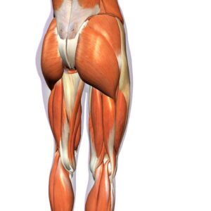 rozciaganie mięśni dwugłowych ud nogi blog atlas cwiczen STRETCHING