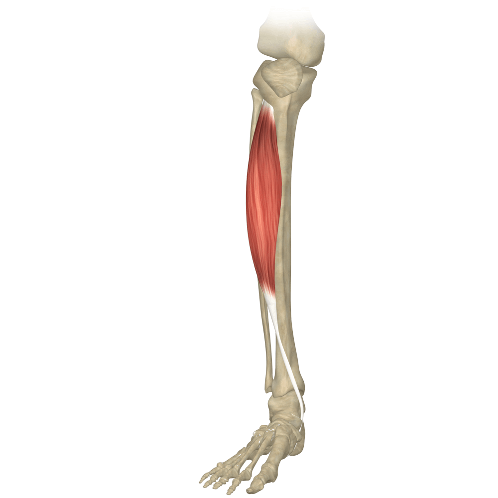 rozciaganie mięśni piszczeli nogi blog atlas cwiczen stretching