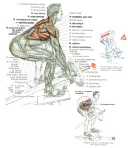Podciąganie końca sztangi w opadzie ćwiczenia na plecy atlas ćwiczeń
