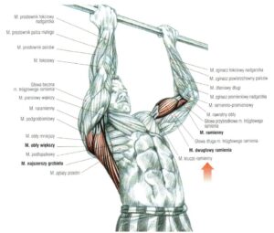 Podciąganie na drążku podchwytem ćwiczenia na plecy atlas ćwiczeń