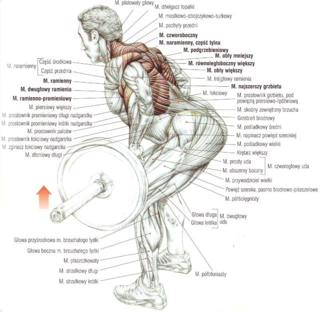 Podciąganie sztangi w opadzie (wiosłowanie) ćwiczenia na plecy atlas ćwiczeń