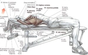 Przenoszenie sztangielki w leżeniu w poprzek ławki poziomej ćwiczenia na klate atlas ćwiczeń