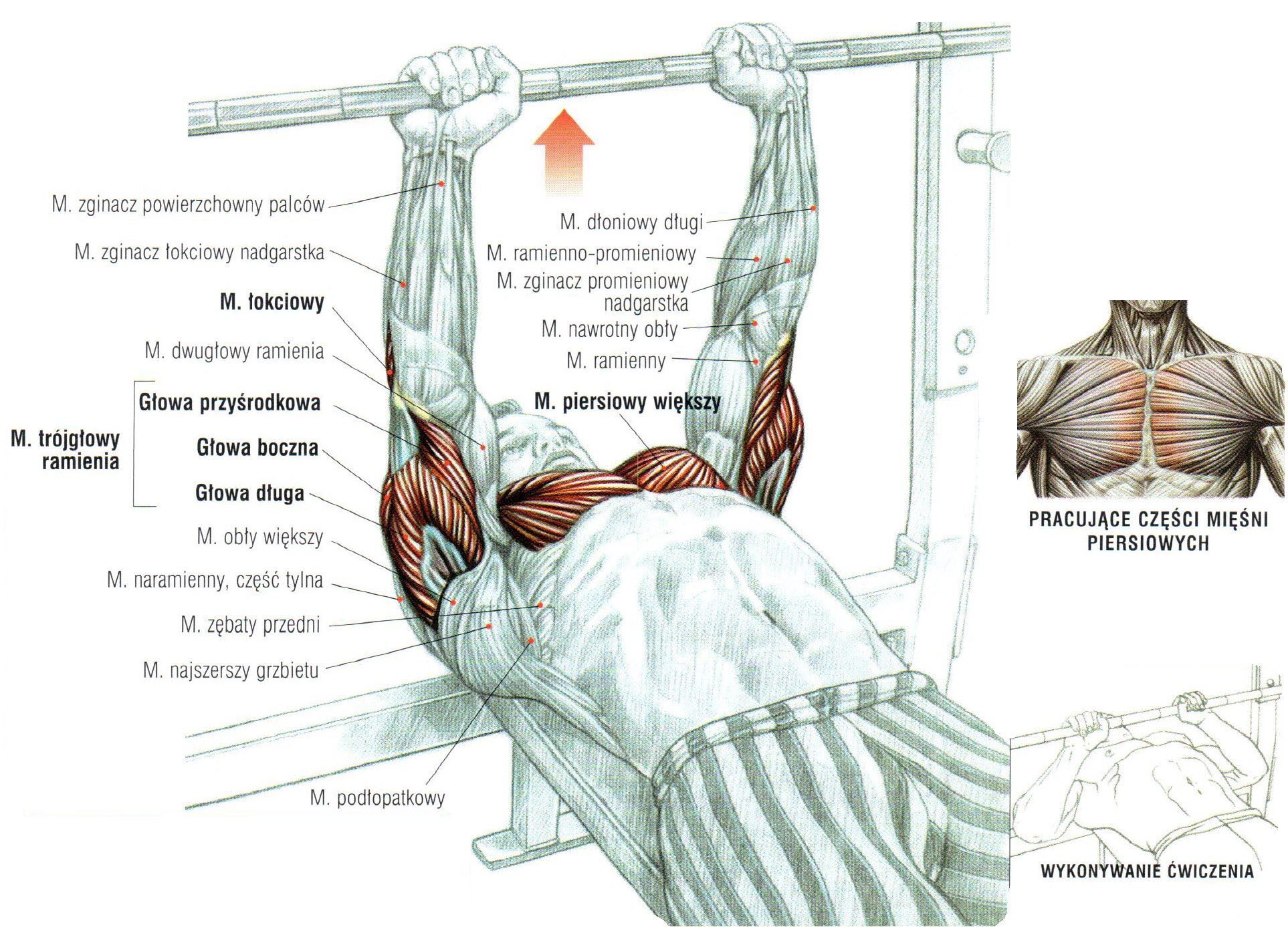 Wyciskanie sztangi w leżeniu na ławce poziomej wąskim uchwytem ćwiczenia na klate atlas ćwiczeń