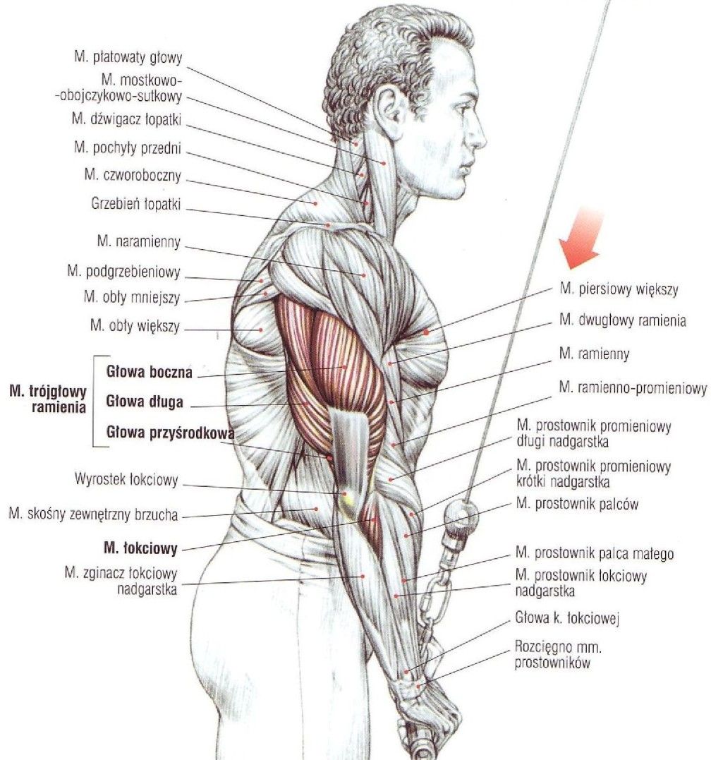 Ćwiczenia na triceps prostowanie ramiion na wyciągu stojąc atlas ćwiczeń