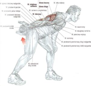 Prostowanie ramienia ze sztangielką w opadzie tułowia ćwiczenia na triceps atlas ćwiczeń