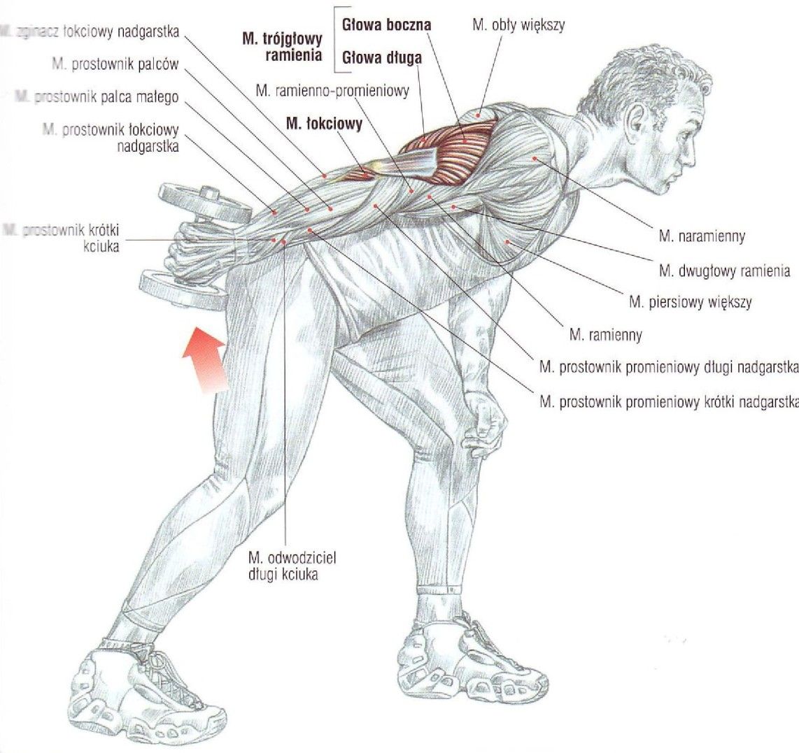 Prostowanie ramienia ze sztangielką w opadzie tułowia ćwiczenia na triceps atlas ćwiczeń