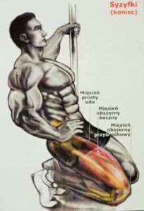 Syzyfki ćwiczenia mięśnie czworogłowe ud mięsień czworogłowy uda siłownia ćwicz sam