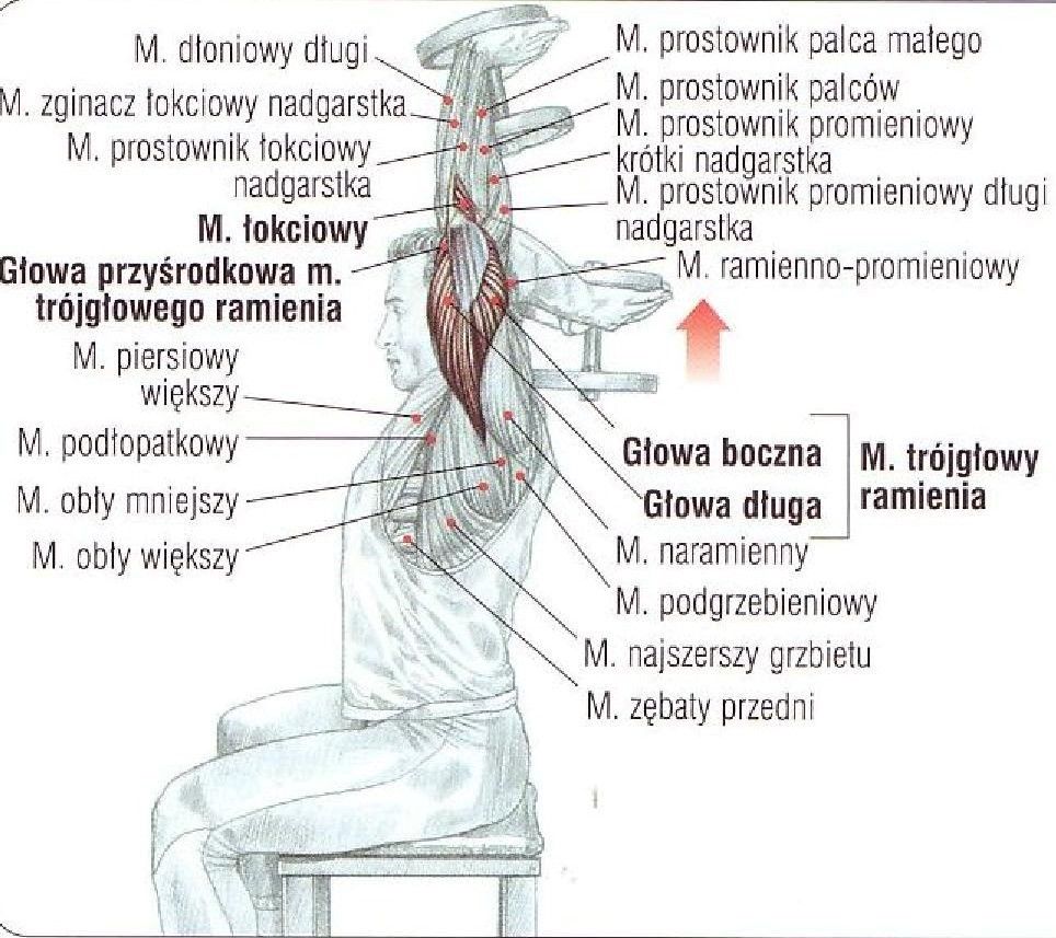 Wyciskanie francuskie sztangietki w siadzie siedząc ćwiczenia na triceps atlas ćwiczeń