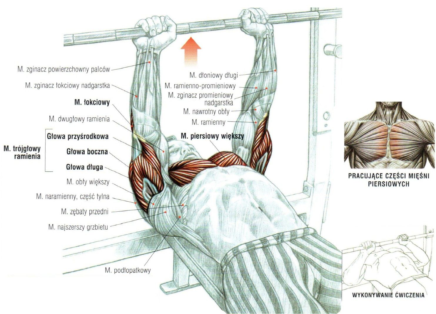Wyciskanie-sztangi-trzymanej-w-wąskim-uchwycie-w-pozycji-leżącej ćwiczenia na triceps atlas ćwiczeń