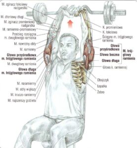 Wyciskanie wrancuskie sztangi siedząc ćwiczenie na triceps atlas ćwiczeń