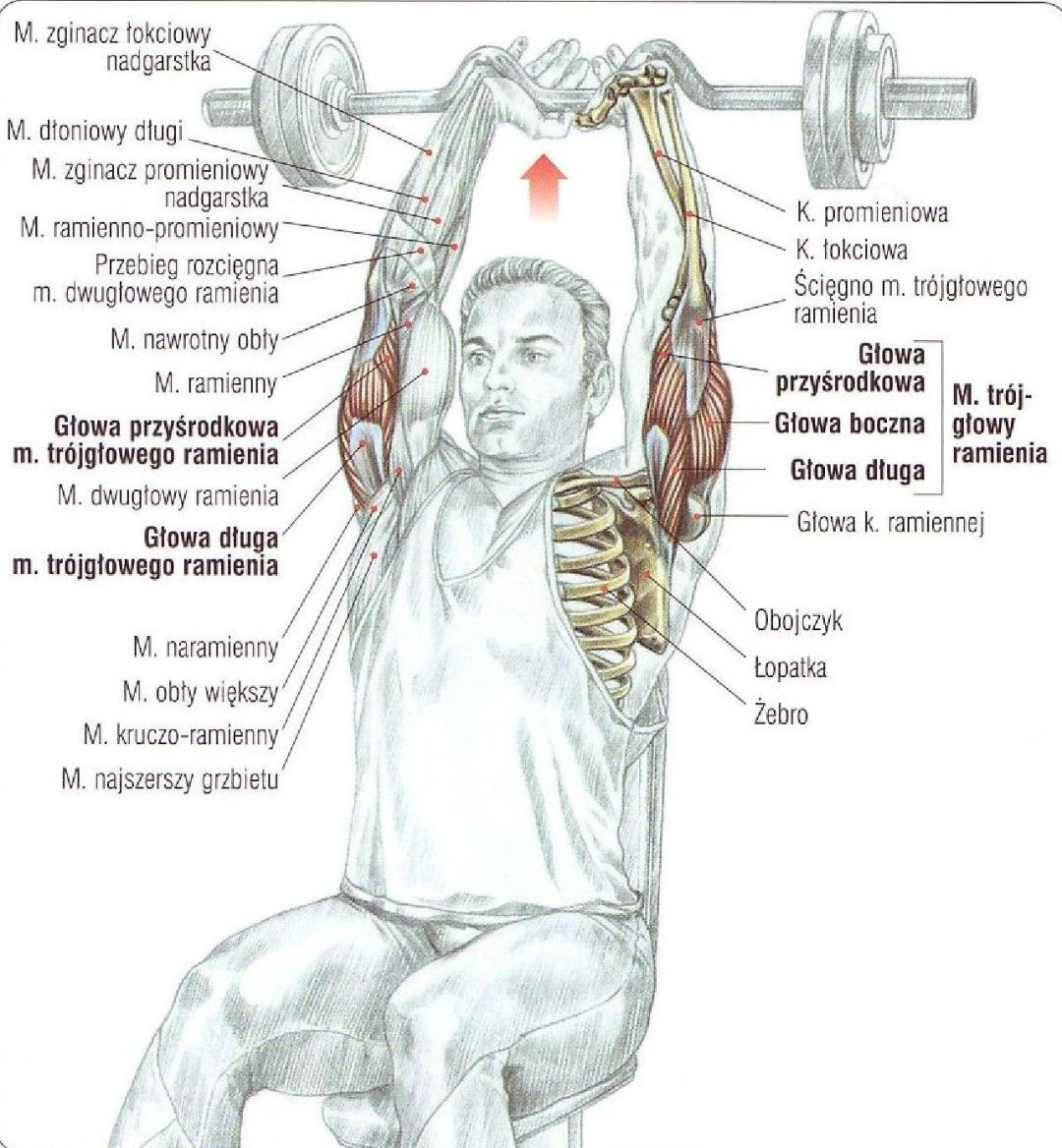 Wyciskanie wrancuskie sztangi siedząc ćwiczenie na triceps atlas ćwiczeń