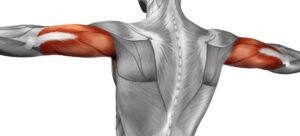 ćwiczenia na triceps atlas ćwiczeń budowa mięśnia triceps trening ramion