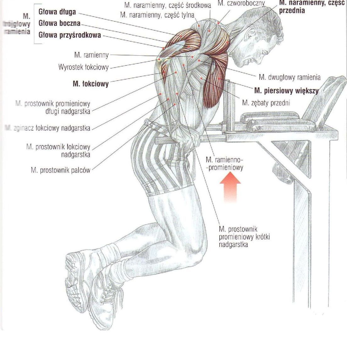 pompki na poręczach atlas ćwiczeń ćwiczenia na triceps