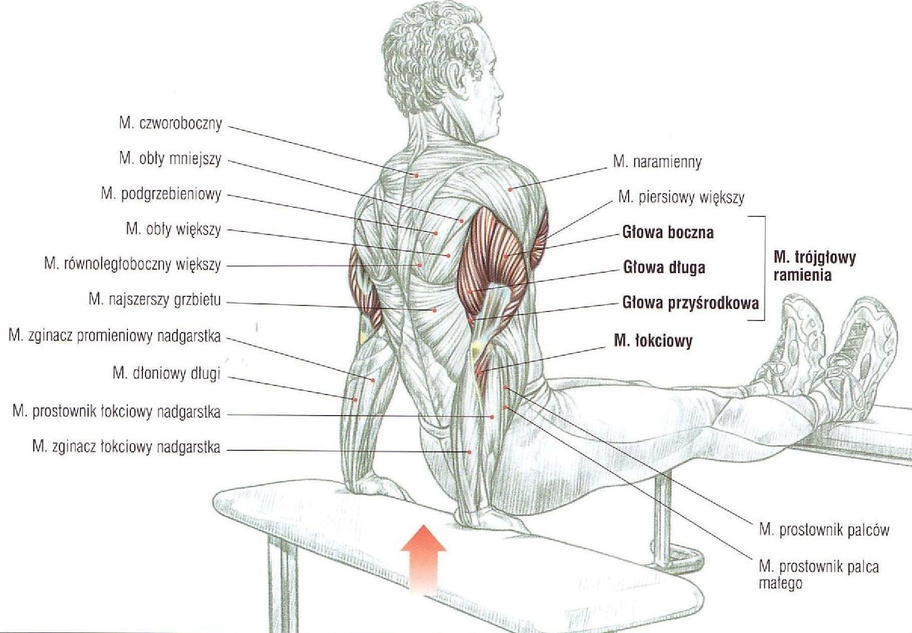 pompki w podporze tyłem ćwiczenia na triceps tlas ćwwiczeń