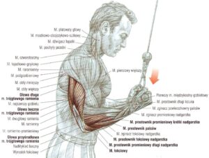 prostowanie ramion na wyciągu górnym podchwyt podchwytem atlas ćwiczeń ćwiczenia na triceps