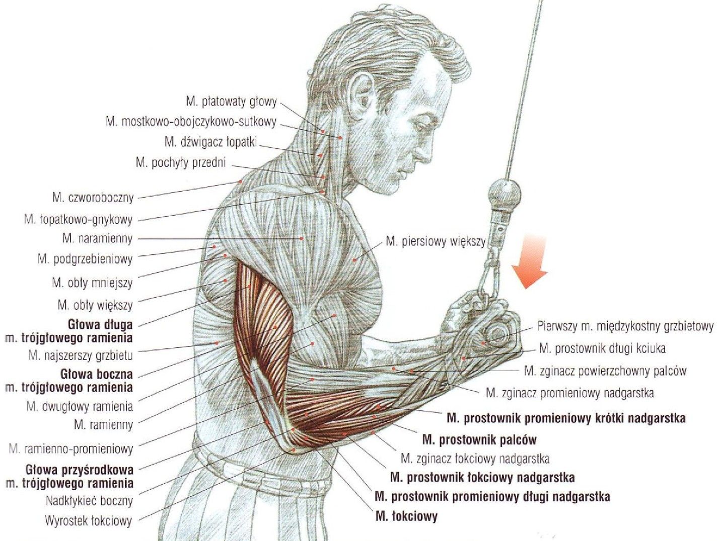 prostowanie ramion na wyciągu górnym podchwyt podchwytem atlas ćwiczeń ćwiczenia na triceps