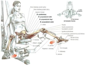 przyciąganie kolan na maszynie ćwiczenia na nogi przywodzicie krótki długi wielki