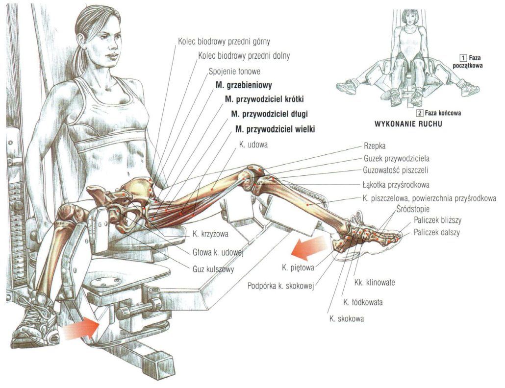 przyciąganie kolan na maszynie ćwiczenia na nogi przywodzicie krótki długi wielki