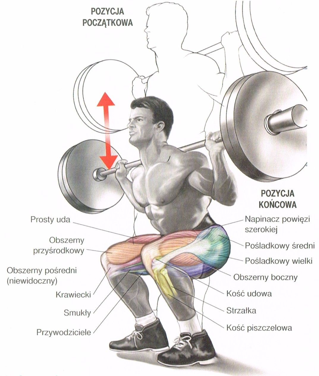 przysiady ze sztangą na barkach z przodu co dają jakie mięśnie