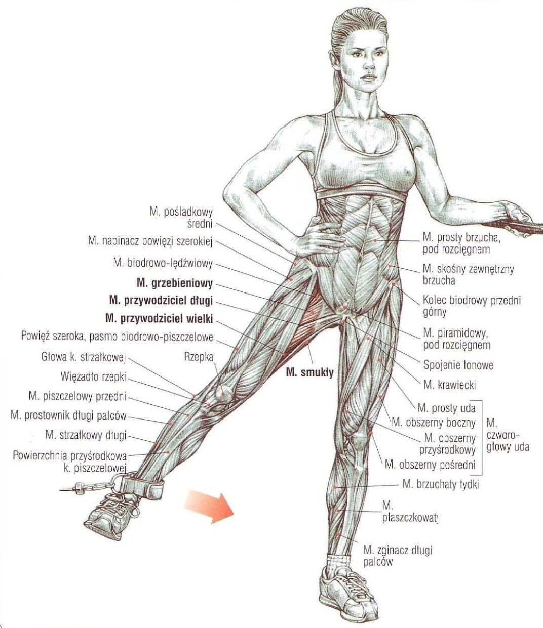 przywodzenie nóg do wewnątrz na wyciągu dolnym ćwiczenie na mięśnie przywodziciela