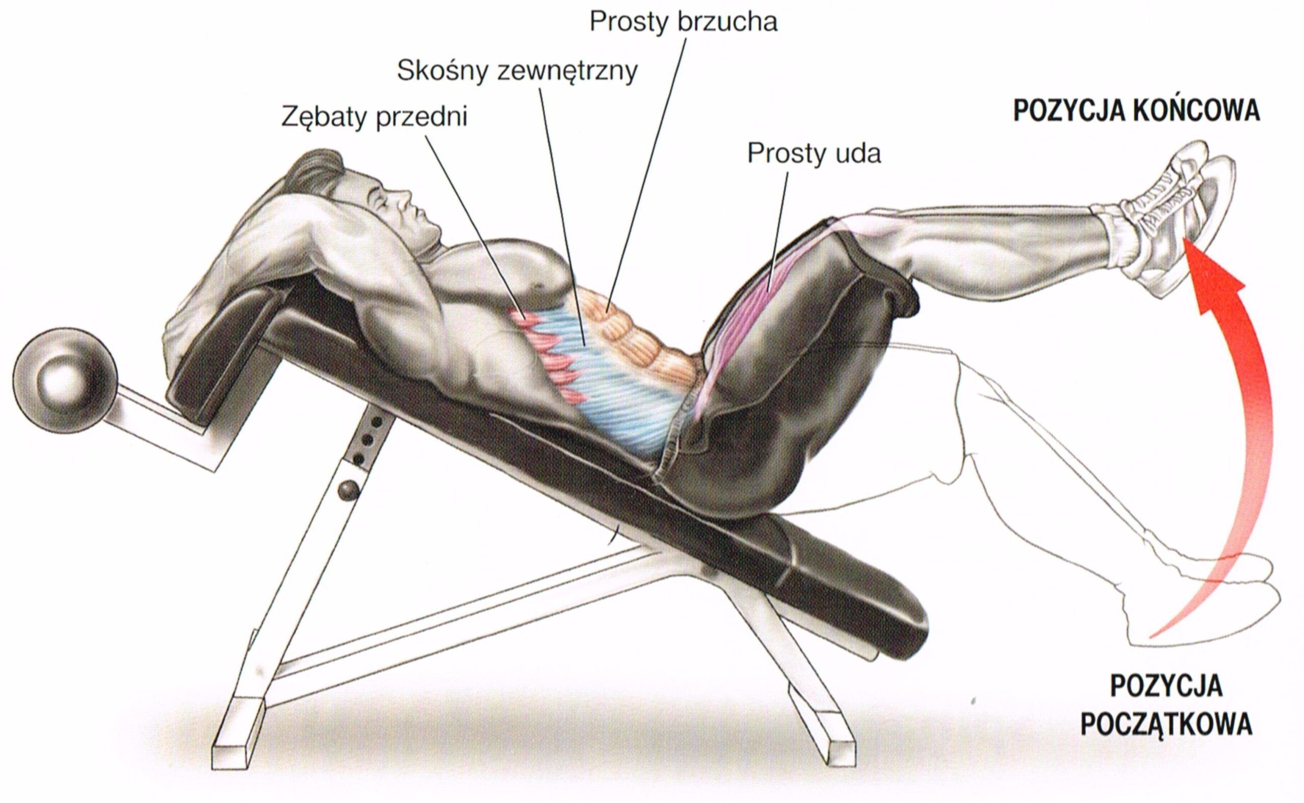 unoszenie nóg w leżeniu na skośnej ławce
