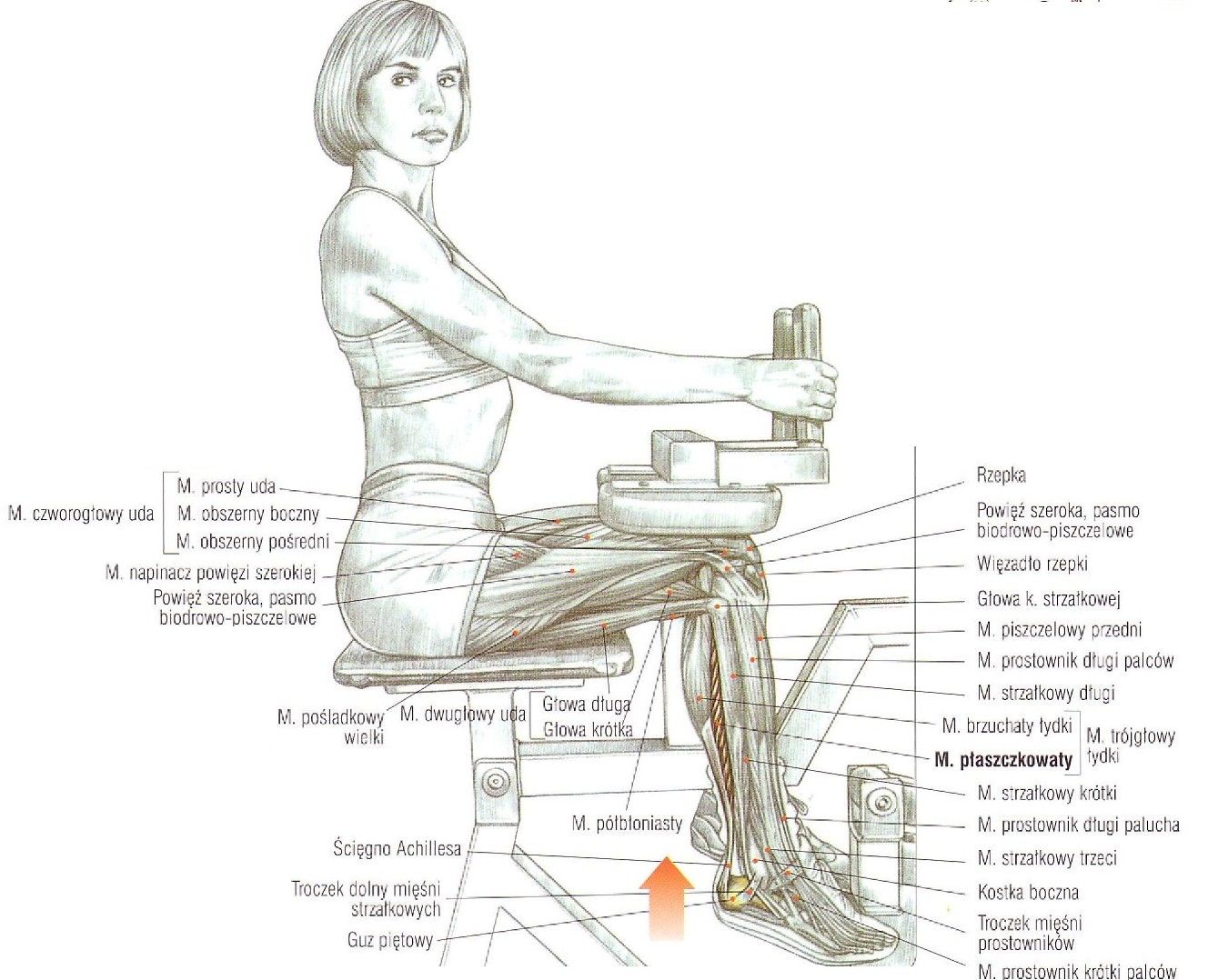 wspięcia na palcach w siadzie siedząc trening nogi uda fitness siłownia