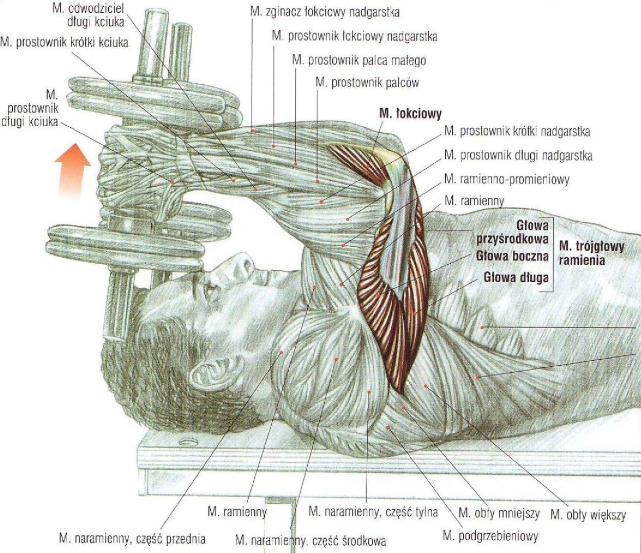 wyciskanie francuskie sztangielką sztangielkami leżąc ćwiczenia na triceps